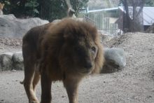 とべ動物園に行ってきたよ。迫力のライオンさん