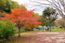 秋真っ盛り。知明湖キャンプ場でほっこり紅葉デイキャンプ。